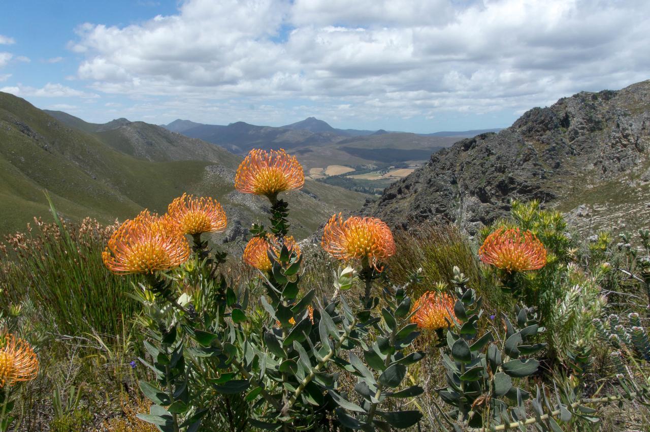Phillipskop Mountain Reserve 斯坦福 外观 照片